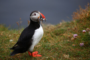 Papageitaucher / Atlantic puffin / Fratercula arctica..