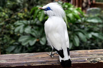 Bali myna (Leucopsar rothschildi) Bird.