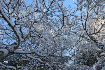 View of a forest of Prat Peyrot which is a winter sports resort of the Cévennes in the departments of Lozère and Gard
