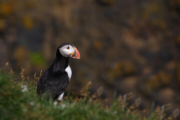 Papageitaucher / Atlantic puffin / Fratercula arctica