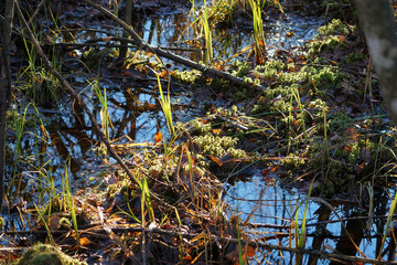 Herbstspaziergang am Silfinger See: Sumpfige Gegend