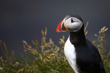 Naklejka premium Papageitaucher / Atlantic puffin / Fratercula arctica