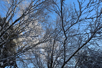 View of a forest of Prat Peyrot which is a winter sports resort of the Cévennes in the departments of Lozère and Gard