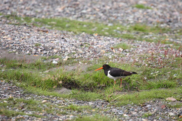 Austernfischer / Eurasian oystercatcher or Common pied oystercatcher / Haematopus ostralegus