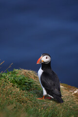 Papageitaucher / Atlantic puffin / Fratercula arctica