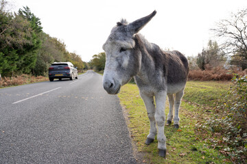 welcome to new forest