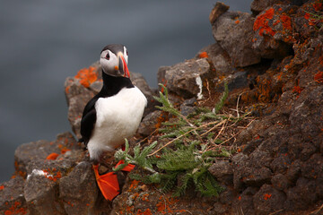 Papageitaucher / Atlantic puffin / Fratercula arctica
