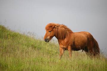 Islandpferd / Icelandic horse / Equus ferus caballus