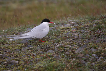 Küstenseeschwalbe / Arctic tern / Sterna paradisaea..