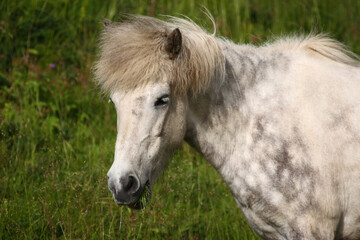 Islandpferd / Icelandic horse / Equus ferus caballus