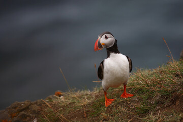Papageitaucher / Atlantic puffin / Fratercula arctica