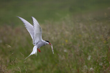 Küstenseeschwalbe / Arctic tern / Sterna paradisaea...