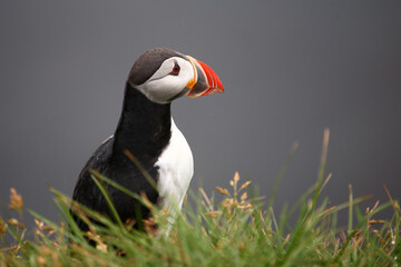 Papageitaucher / Atlantic puffin / Fratercula arctica