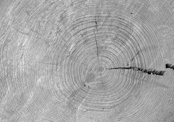 Obraz premium Old cracked wood texture background