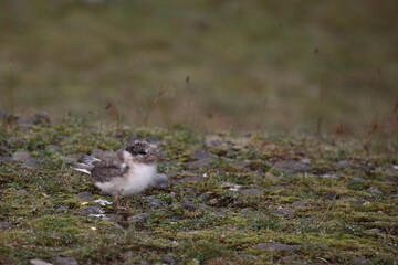 Küstenseeschwalbe / Arctic tern / Sterna paradisaea.