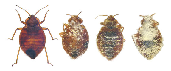 Bedbug, Cimex lectularius (Hemiptera: Cimicidae), uninfected and infected, killed by entomopathogenic fungus. Concept of Microbial Control of Insects. Isolated on a white background