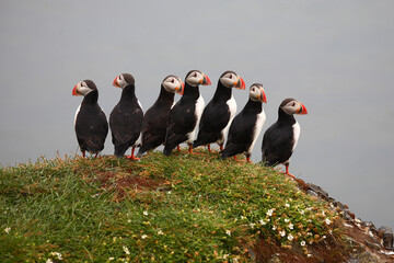 Papageitaucher / Atlantic puffin / Fratercula arctica