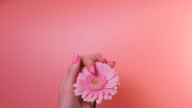 Simple pink gel nail design. Female hand touching gerber flower