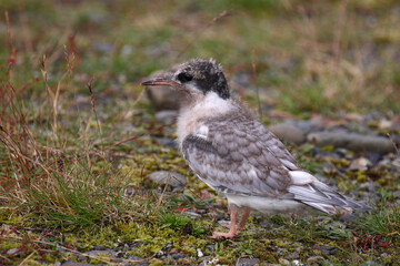 Küstenseeschwalbe / Arctic tern / Sterna paradisaea.