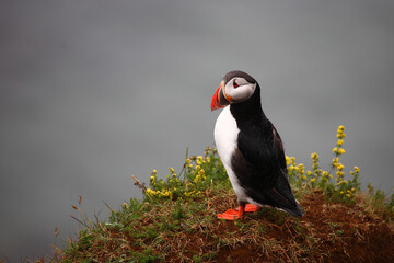 Papageitaucher / Atlantic puffin / Fratercula arctica