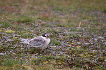 Küstenseeschwalbe / Arctic tern / Sterna paradisaea.