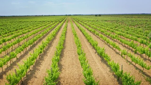 Vineyard agrecultural meadow. Narure aerial composition.