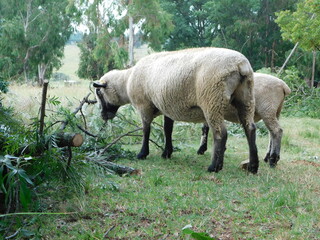 a herd of Hampshire sheep grazing on leaves from a fallen tree. The sheep are around, on top and...