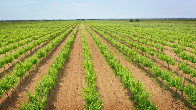 Vineyard agrecultural meadow. Narure aerial composition.