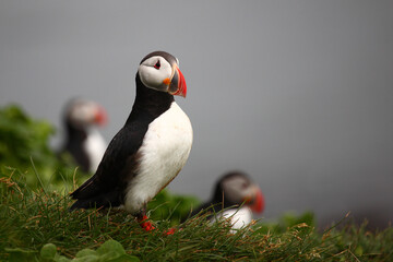 Papageitaucher / Atlantic puffin / Fratercula arctica
