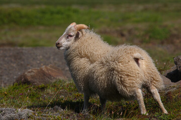 Schaf / Sheep / Ovis..