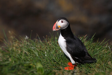 Papageitaucher / Atlantic puffin / Fratercula arctica
