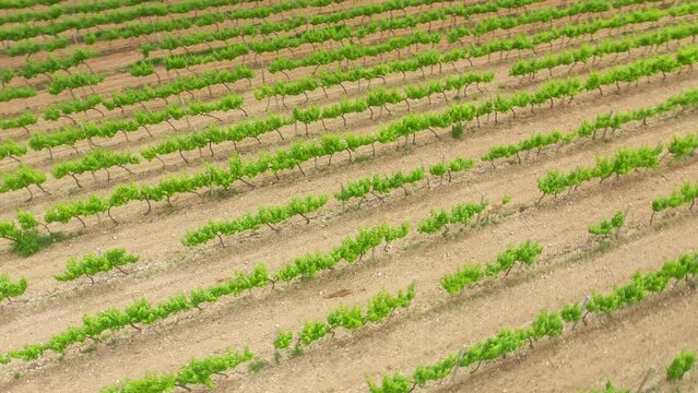 Vineyard agrecultural meadow. Narure aerial composition.