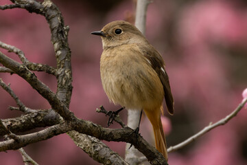 未だ咲かない梅の木とジョウビタキの雌