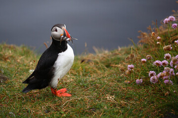 Papageitaucher / Atlantic puffin / Fratercula arctica..