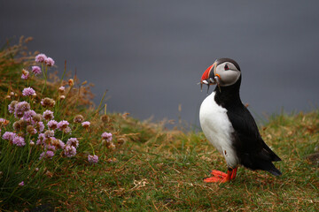 Papageitaucher / Atlantic puffin / Fratercula arctica..