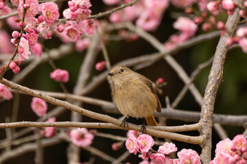 梅の花を見上げるジョウビタキの雌