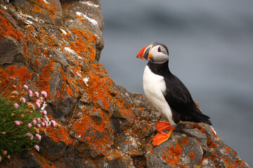 Papageitaucher / Atlantic puffin / Fratercula arctica