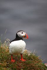 Papageitaucher / Atlantic puffin / Fratercula arctica