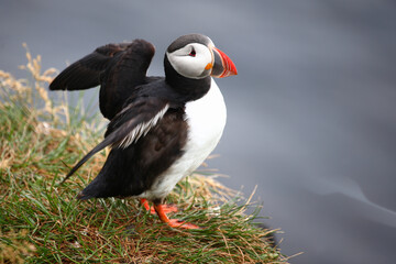 Papageitaucher / Atlantic puffin / Fratercula arctica