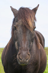 Islandpferd / Icelandic horse / Equus ferus caballus