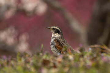 春の訪れとツグミ
