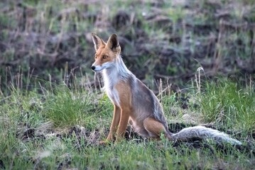 red fox in the wild