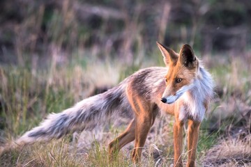 red fox in the wild