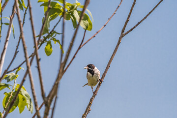 Common Reed Bunting (Emberiza schoeniclus) in meadow