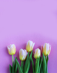 Pink-yellow tulips on a pink background. Spring flowers. Delicate floral arrangement. Background for a greeting card.