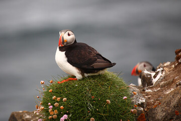Papageitaucher / Atlantic puffin / Fratercula arctica