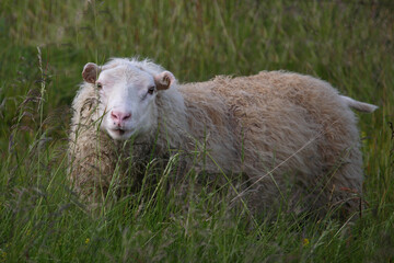 Naklejka premium Schaf / Sheep / Ovis.
