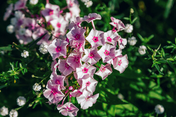 Beautiful blooming phlox with pink flowers, growing in a summer garden