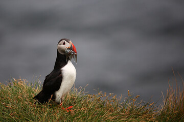 Papageitaucher / Atlantic puffin / Fratercula arctica..