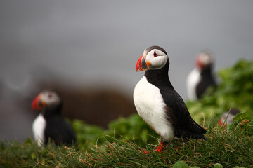 Papageitaucher / Atlantic puffin / Fratercula arctica